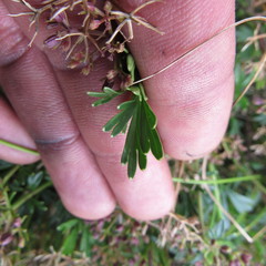 Niphogeton ternata