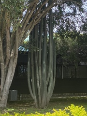 Trichocereus macrogonus