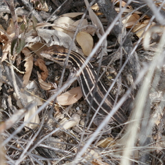 Aspidoscelis uniparens