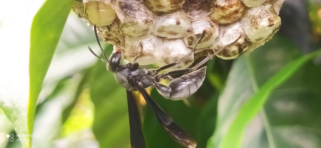Polistes aterrimus