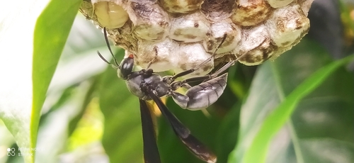 Avispa papelera negra