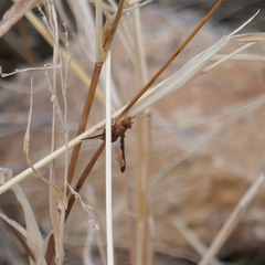Diacrita