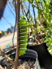 Rothschildia jacobaeae