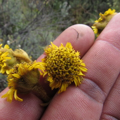 Espeletia boyacensis