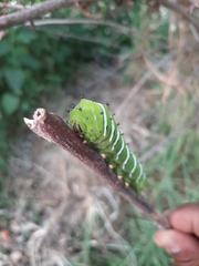 Rothschildia jacobaeae