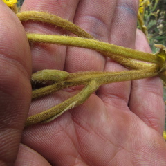 Espeletia boyacensis
