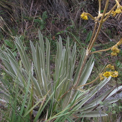 Espeletia boyacensis