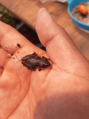 Scinax squalirostris