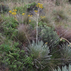 Espeletia boyacensis