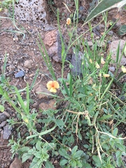 Lathyrus hierosolymitanus