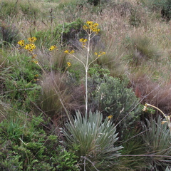 Espeletia boyacensis