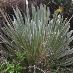 Espeletia boyacensis