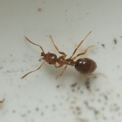 Prolasius advena