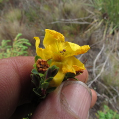 Hypericum humboldtianum