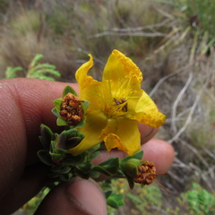 Hypericum humboldtianum