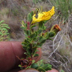 Hypericum humboldtianum