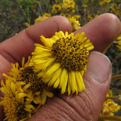 Espeletia boyacensis
