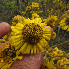 Espeletia boyacensis