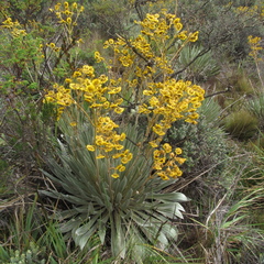 Espeletia boyacensis