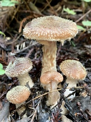 Psathyrella frustulenta