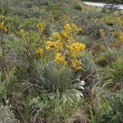 Espeletia boyacensis