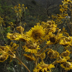 Espeletia boyacensis