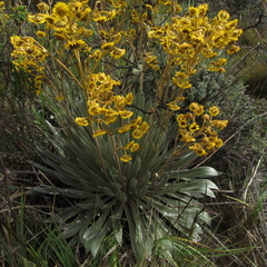 Espeletia boyacensis