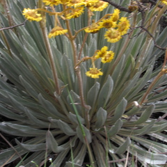 Espeletia boyacensis