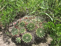 Mammillaria compressa