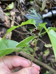 Phyllodes imperialis smithersi