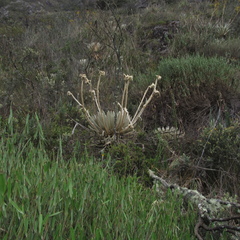 Espeletia congestiflora