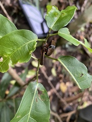 Phyllodes imperialis smithersi