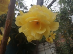 Begonia × tuberhybrida