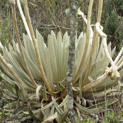 Espeletia congestiflora