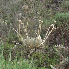 Espeletia congestiflora