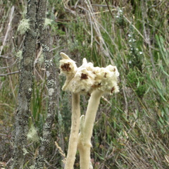 Espeletia congestiflora