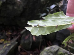 Phyllodes imperialis smithersi