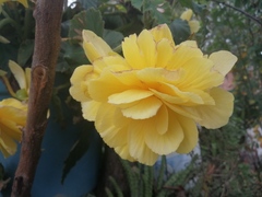Begonia × tuberhybrida