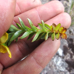 Hypericum mexicanum