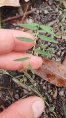 Phyllanthus