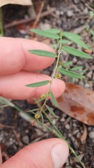 Phyllanthus