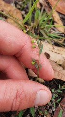 Phyllanthus