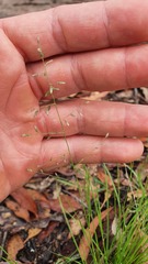 Eragrostis