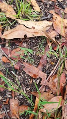 Phyllanthus