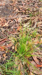 Eragrostis