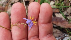 Dianella
