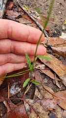 Cyanthillium cinereum
