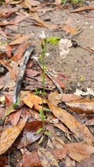 Cyanthillium cinereum
