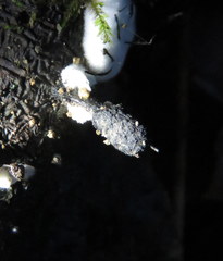 Xylaria apiculata