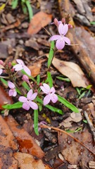 Pseuderanthemum variabile